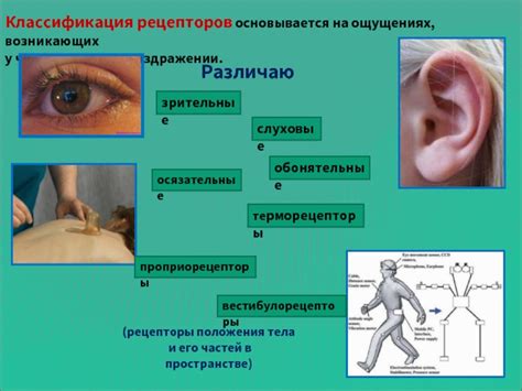 Сенсорные нервы и их роль в ощущениях при поцелуях на шею