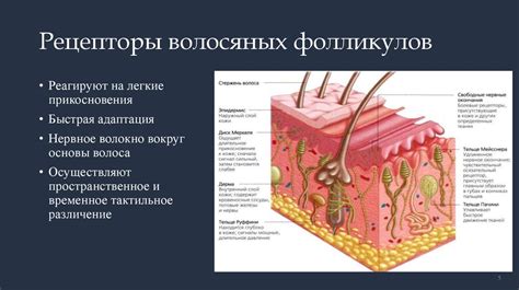 Сенсорные функции