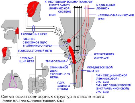 Сенсорные функции тройничного нерва