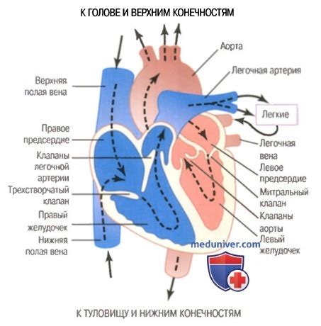 Сердечная мышца