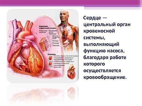 Сердце: центральный орган кровеносной системы