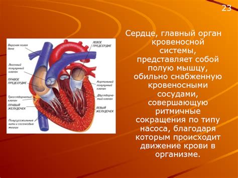 Сердце - главный орган кровеносной системы