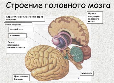 Серое вещество в мозге: структура и функции