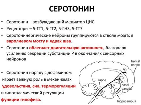 Серотонин: обзор и основные свойства