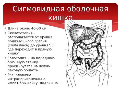 Сигмовидная кишка