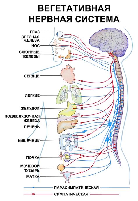 Симпатическая и парасимпатическая вегетативная нервная система