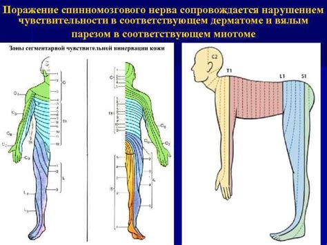 Симптомы заболевания периферической нервной системы