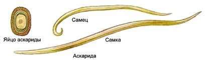 Симптомы заражения аскаридами