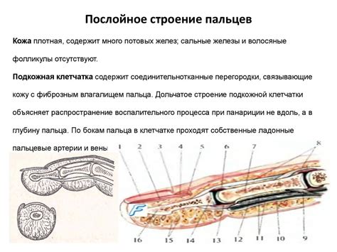 Симптомы свелого указательного пальца левой руки