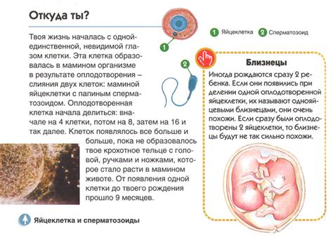 Симптомы успешного оплодотворения