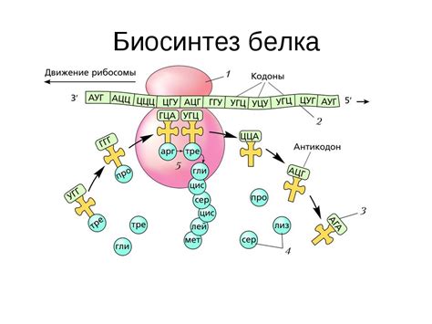 Синтез белка - основной процесс биосинтеза