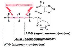 Синтез и разрушение АТФ