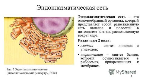 Синтез углеводов в цитоплазме