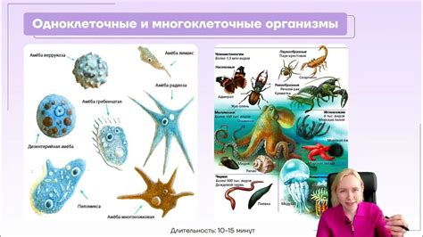 Систематика природы, клетки и организмы