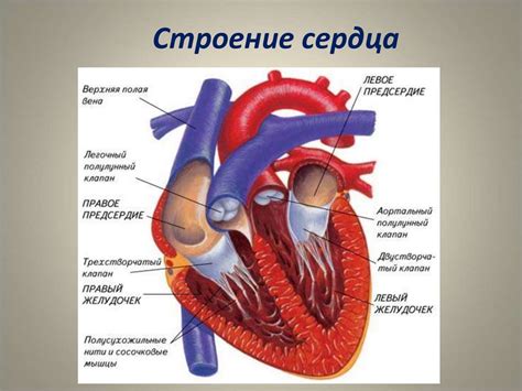 Система кровообращения и сердцебиение