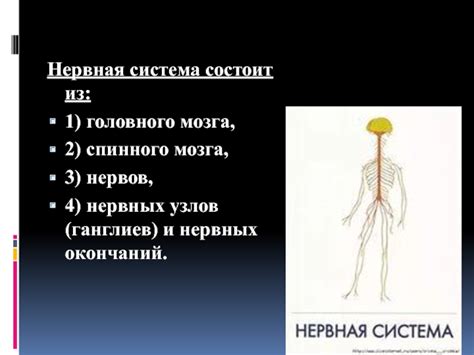 Система нервных ганглиев