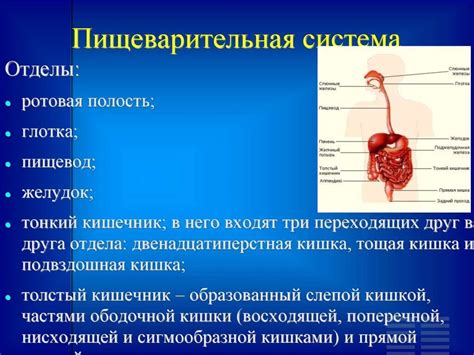 Система пищеварения: строение и функции