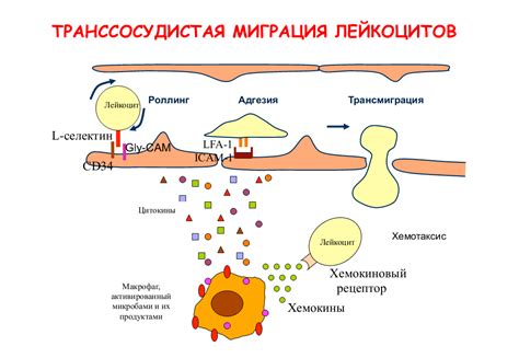 Система провоспалительных и противовоспалительных цитокинов