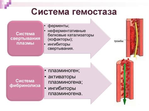 Системы, отвечающие за поддержание гемостаза