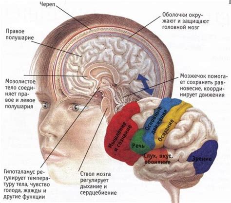 Системы коры головного мозга, отвечающие за основные функции