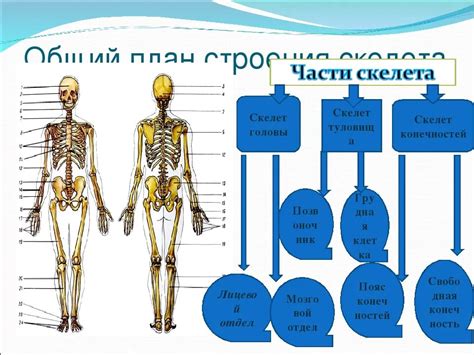 Скелет: его призвание и компоненты