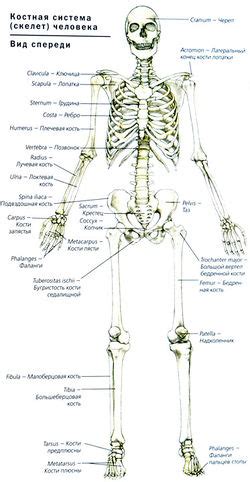 Скелетная система: опора и защита организма