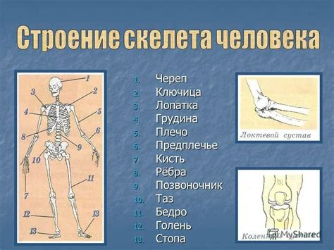 Скелетное строение