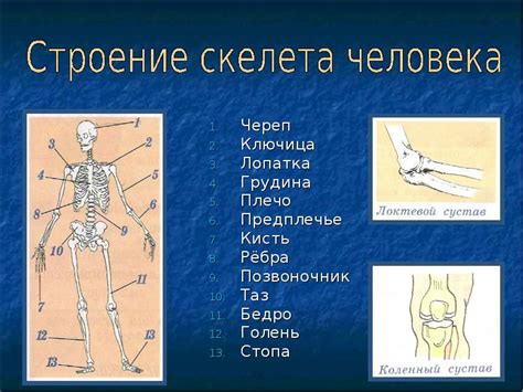 Скелет - опора и защита внутренних органов