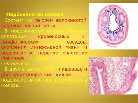 Слизистая оболочка пищеварительной системы