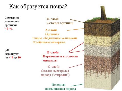 Смесь из субстратов: возможность создать индивидуальную формулу грунта под определенный вид цветов