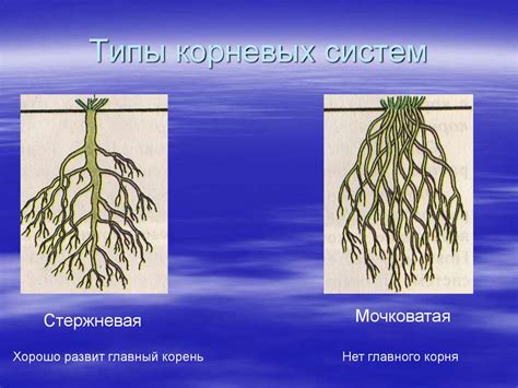 Снижение вероятности гниения корневой системы