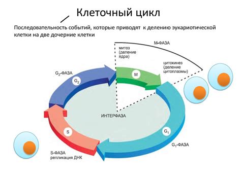 Снижение жизненного цикла клеток