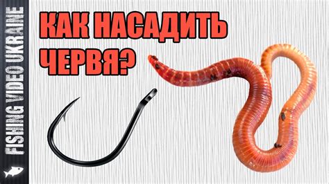 Сновидение: чему учат насаждение червя на крючок?