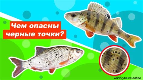 Сновидение о рыбе порезанной на куски: что оно значит?