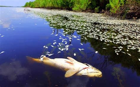 Сны о водоеме с рыбой: значение и толкование