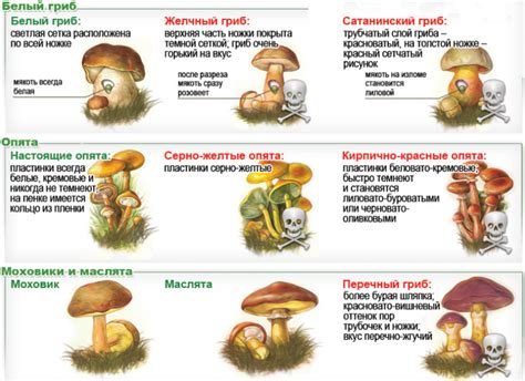 Сны о грибах как символ процветания