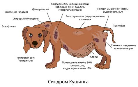 Собака как символ болезни