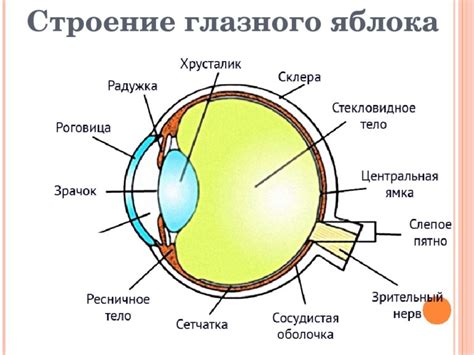 Собственно глазное яблоко