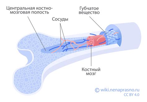 Советы перед сдачей костного мозга