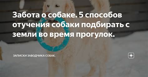 Советы по мотивации собаки во время прогулок