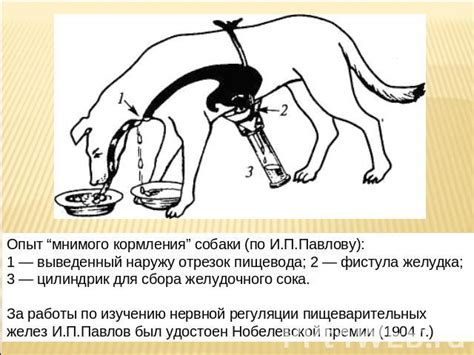 Советы по процессу приведения собаки наружу