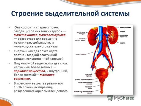 Сольцевидные железы и их значение для выделительной системы