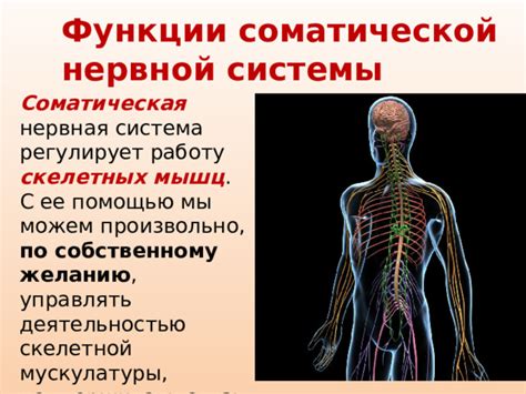 Соматическая нервная система 8 класс: 3 ключевых аспекта