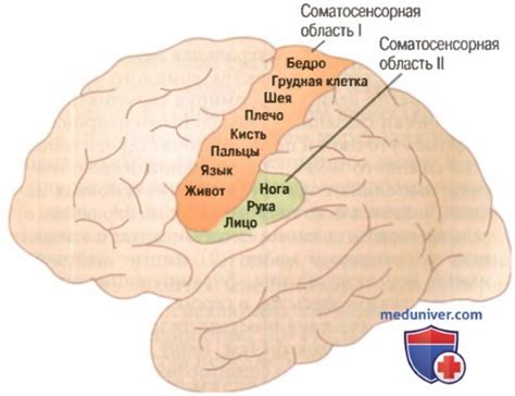 Соматосенсорная кора: функциональные особенности