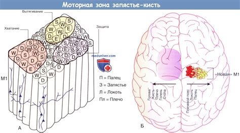 Соматосенсорная кора и моторная активность