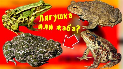 Сонник жабы и лягушки: Расшифровка символов