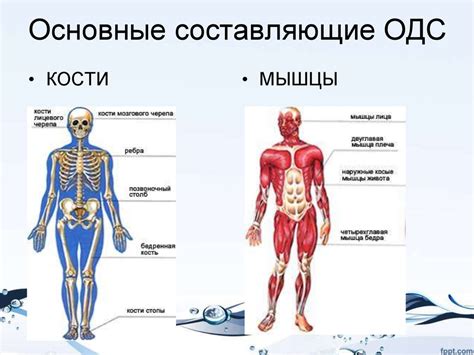 Составляющие ОДС