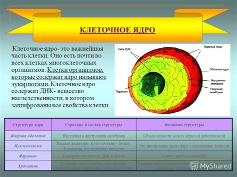 Составная часть внутреннего ядра