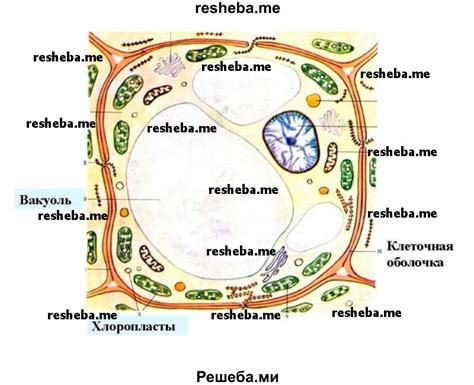 Составные части живых организмов