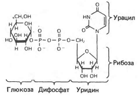 Состав гликогена